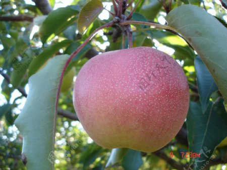 苹果梨成熟期初图片