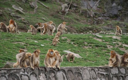 金丝猴群图片