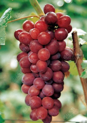 葡萄品种红双味图片