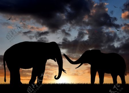 夕阳下的草原大象图片