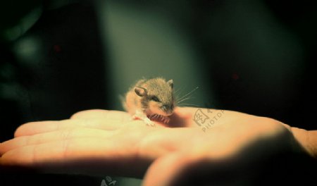 手上的小老鼠图片