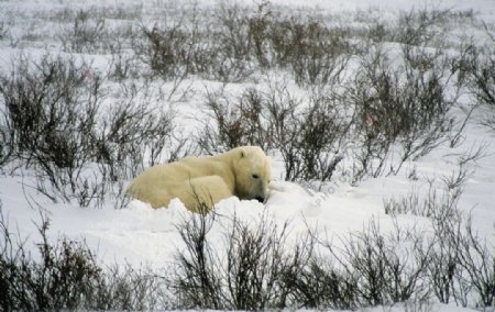 可爱北极熊图片