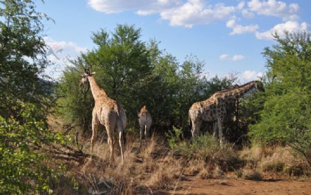 南非匹林斯堡国家野生动物园图片