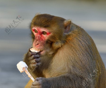 吃冰淇淋的胖猴子图片