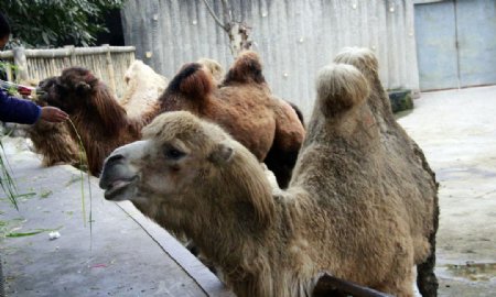 骆驼动物野生动物图片
