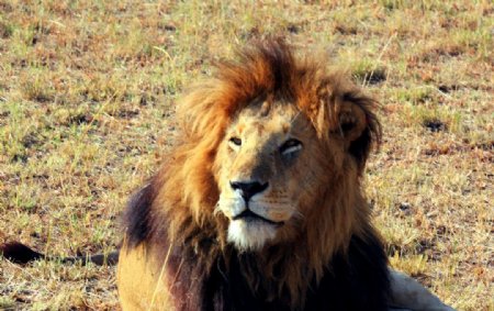 非洲大草原狮子素材图片