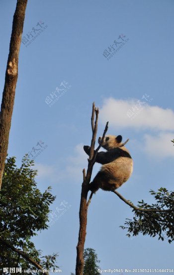 熊猫上树图片