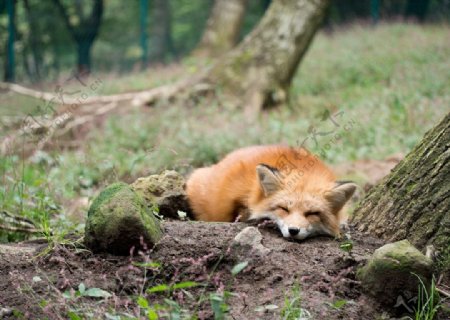 狐狸野生动物图片