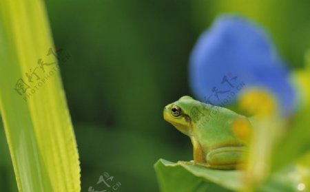 日本树蛙图片