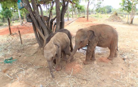 大象孤儿院里的小象图片