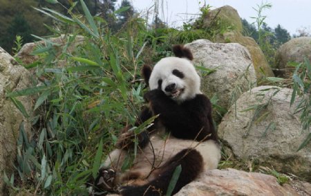 秦岭大熊猫图片