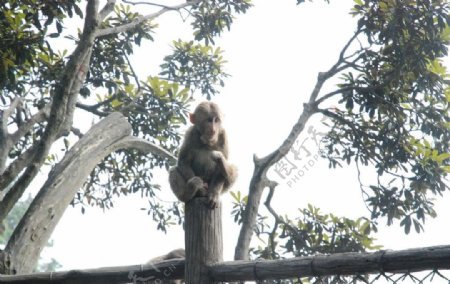 四川峨嵋山上的猴子图片