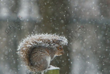 雪中松鼠图片
