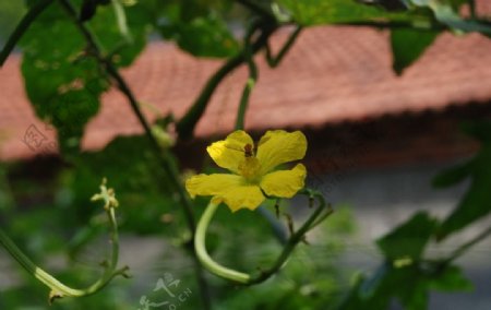 丝瓜花图片