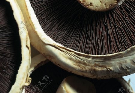 蘑菇干图片