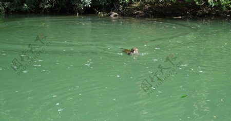 猴子水中寻食图片