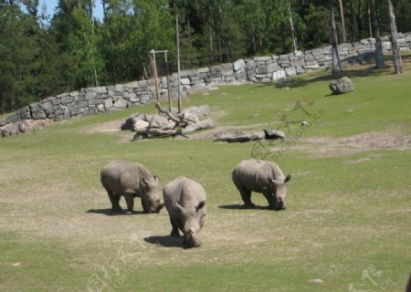 瑞典动物园犀牛图片