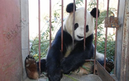 超可爱大熊猫图片