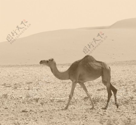 沙漠中的单峰骆驼图片