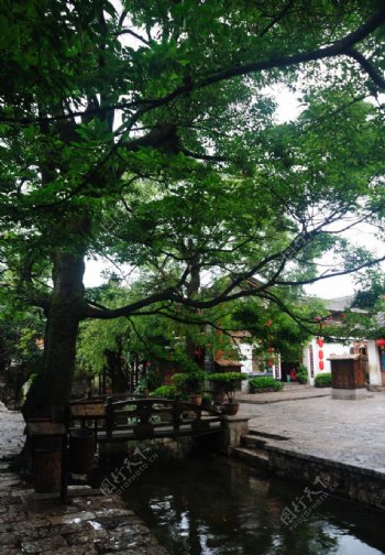 云南丽江古城中的大树图片