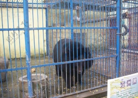 动物园亚洲黑熊图片