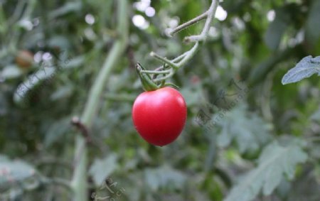 一颗樱桃番茄图片