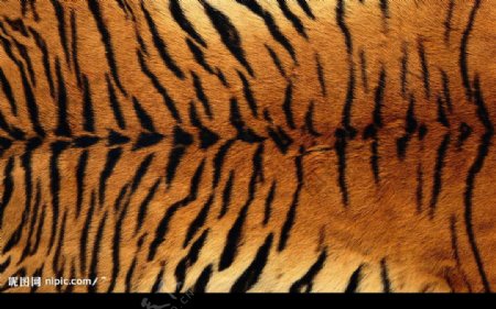 皮草非洲虎豹纹理时尚流行华丽斑点条纹图片