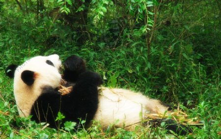 熊猫进食图片