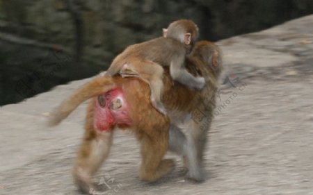 猴子背孩图片