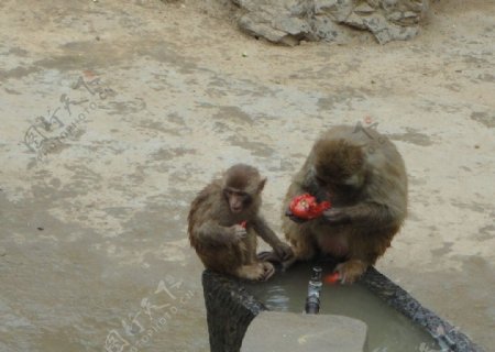 母子相依猴子图片