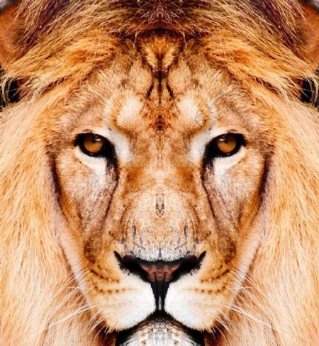 狮子高清图片