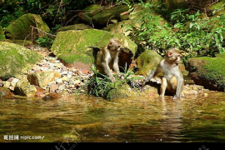 溪水猴子乱石图片