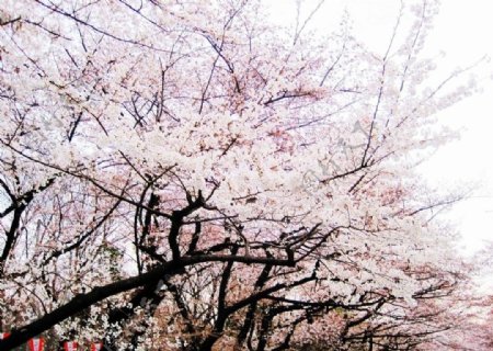 日本上野公园樱花图片