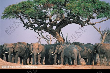 大树下的象群图片