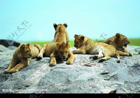 群狮憩于岩石图片