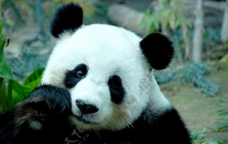 四川大熊猫图片