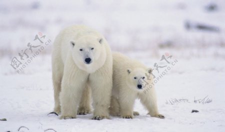 憨厚的北极熊图片