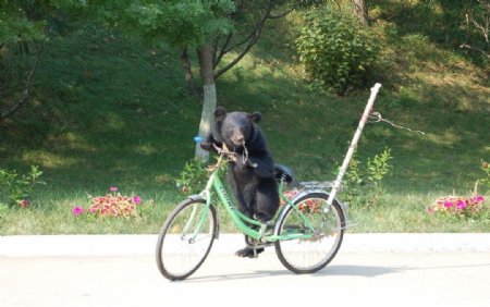黑熊骑车图片