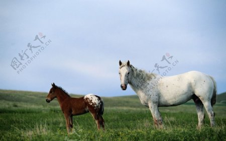 草原上的马图片
