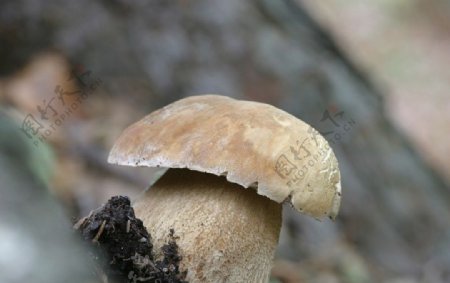 蘑菇野生菌图片