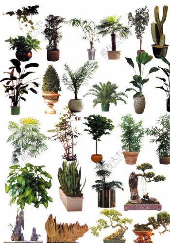 植物盆栽室内设计图片