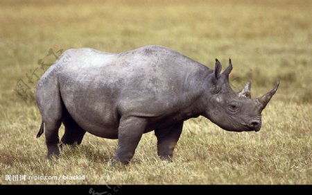 非洲野生动物图片