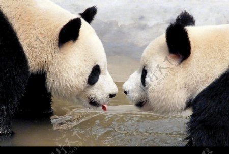亲亲熊猫图片