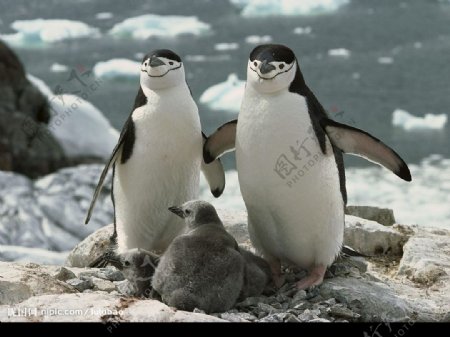 南极洲颊带企鹅图片