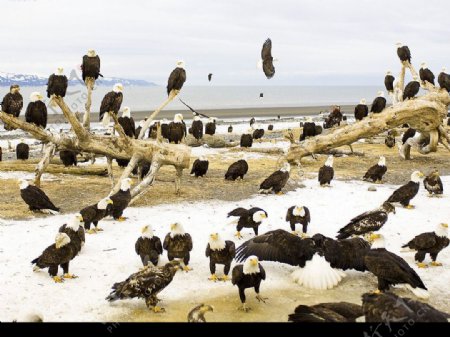 阿拉斯加基奈半岛秃鹰群图片