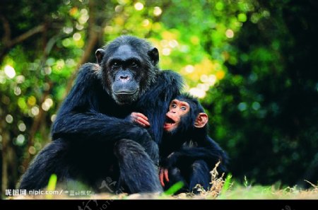猩猩母子图片