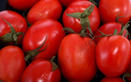西红柿蕃茄图片