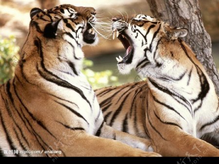 两只老虎图片