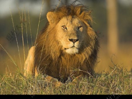 万兽之王狮子图片
