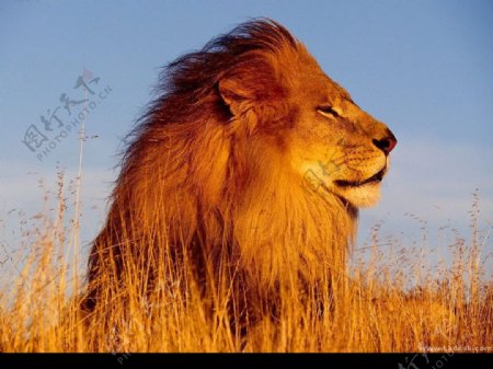 狮子王图片